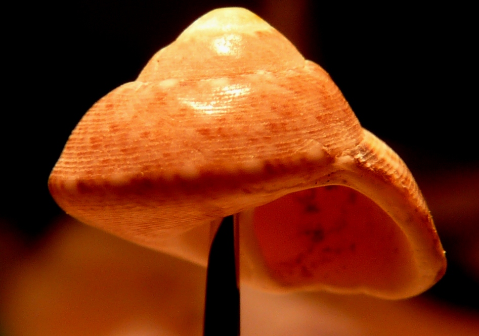 Trochidae ? = Gibbula varia